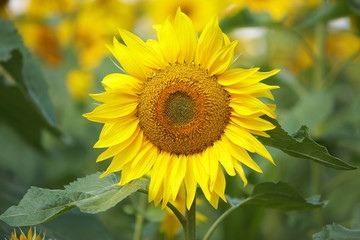 Sonnenblume