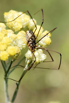 Araign&eacute;e Opilion sur une fleur