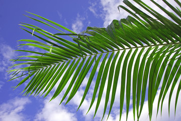 palme verte sur ciel bleu