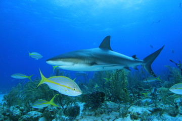 Fototapeta na wymiar Yellowtail Snapper i Caribbean Reef Shark