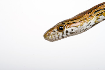 corn snake