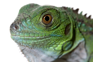 green iguana