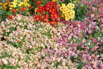 Field of different colors chrysanthemums.