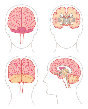 Anatomie - Cerveau 1