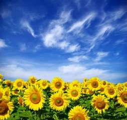 Fototapete Sonnenblume Sonnenblumenfeld