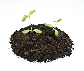young sunflowers sprouts in the soil isolated over white