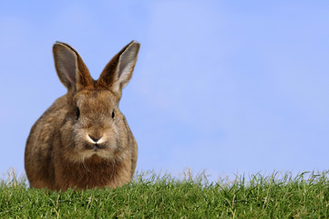 Junges Kaninchen auf der Wiese