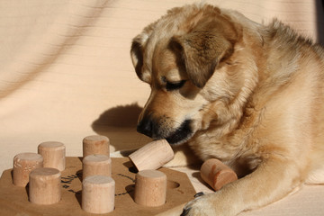 Holzspielzeug für Hunde