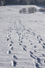 footsteps in snow