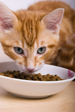 chaton qui mange des croquettes