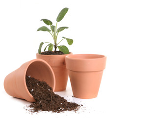 Clay Pots With Dirt and Seedling