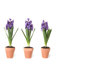 Fototapeta na wymiar 3 Hyacinth Bulbs Sprouting in Clay Pots