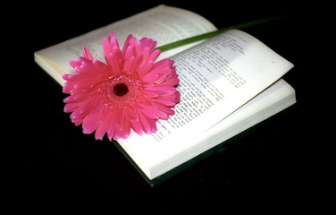 Pink flower and book