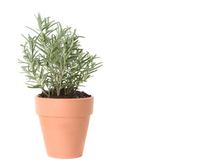 Rosemary Herb Planted in a Clay Pot