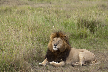 Fototapeta na wymiar Panthera leo