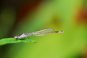 Damselfly