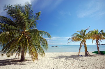 Palm trees on white sand beach, Moorea, French Polynesia