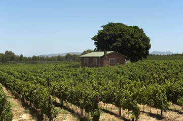 Rolgordijnen vineyard in South Africa © senai aksoy