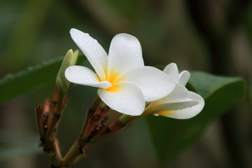Frangipani (Plumeria)
