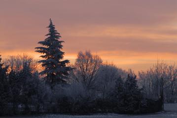 Naklejka premium sunrise with snowy forest