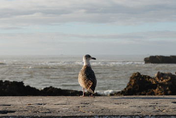 goéland devant l'océan