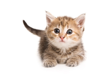 Fototapeta premium Little kitten on white background