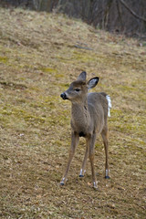 winter doe