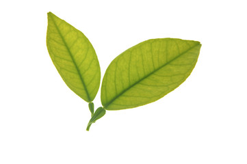 Two green orange tree leaves isolated over white