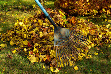 Laub harken - leaves rake 02