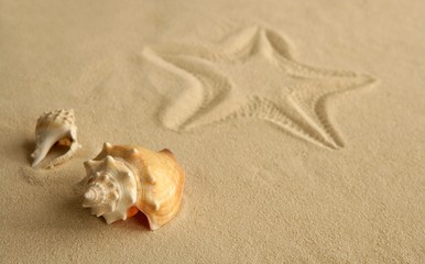 Fototapeta na wymiar Footprint Starfish na piasku Karaibów