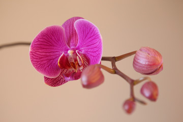 OrchideeII