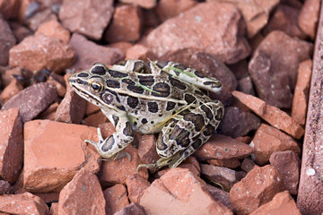 leopard frog