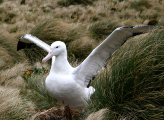 le grand albatros