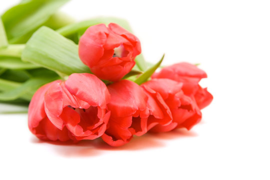 red tulips isolated on white. valentine's day.