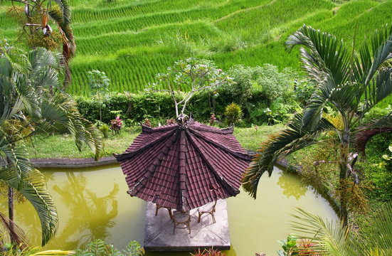 Bali 5904