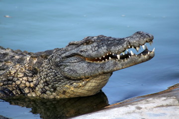 Crocodile head with big teeth and dangerous look.