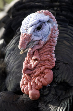 Male Turkey head