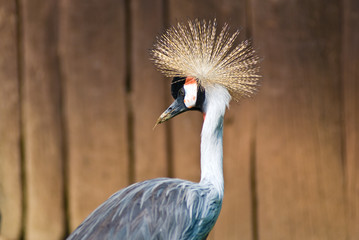 Crowned Crane