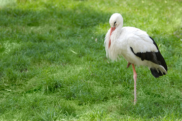 Wite stork on the grass