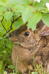 A hare feeding on grass up close