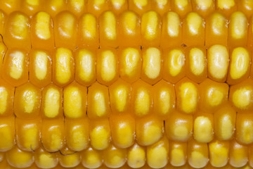 Corn 1