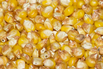 Corn 2
