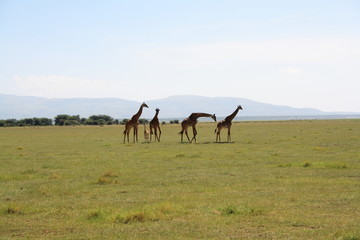 Giraffenfamilie am Lake Manyara