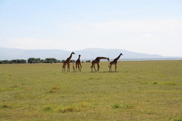 Fototapeta premium Giraffenfamilie am Lake Manyara