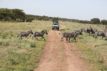 Zebras in der Serengeti