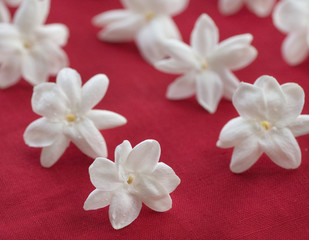 Fototapeta na wymiar Flower Jasmine w rzędzie