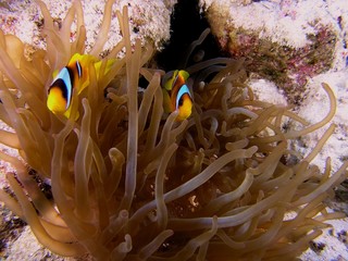 Fototapeta na wymiar Anemone fish