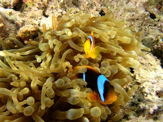 Fototapeta na wymiar Anemone fish