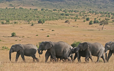 Afrikanische Elefanten, Kenia, Masai Mara © wiw