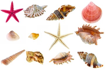 Seashell collection on white background.
